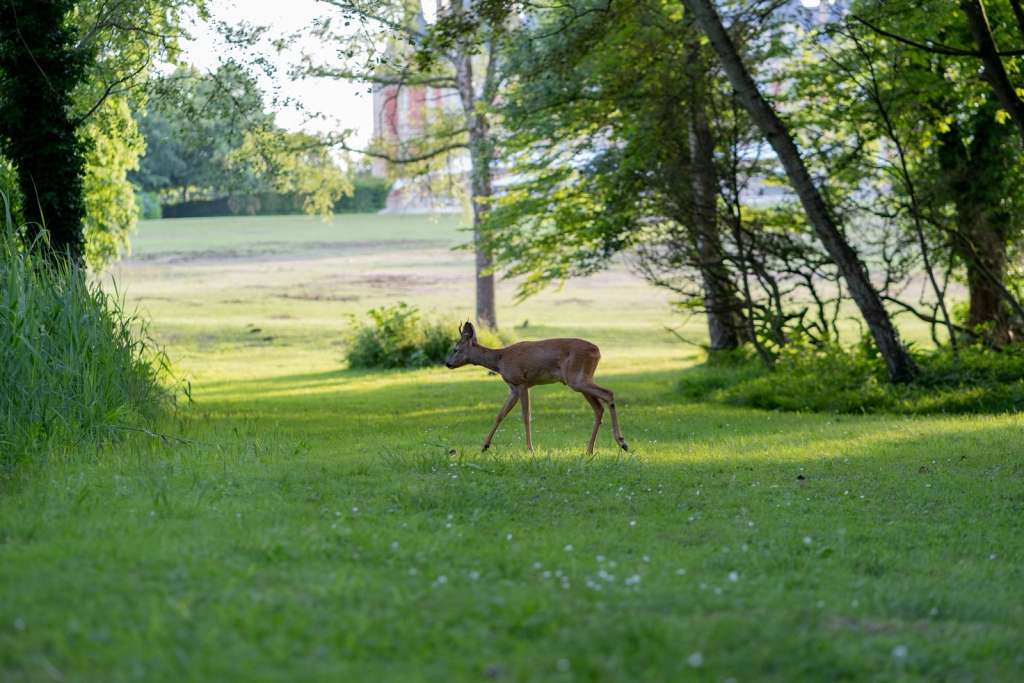 Jeune faon se promenant en toute tranquillité.