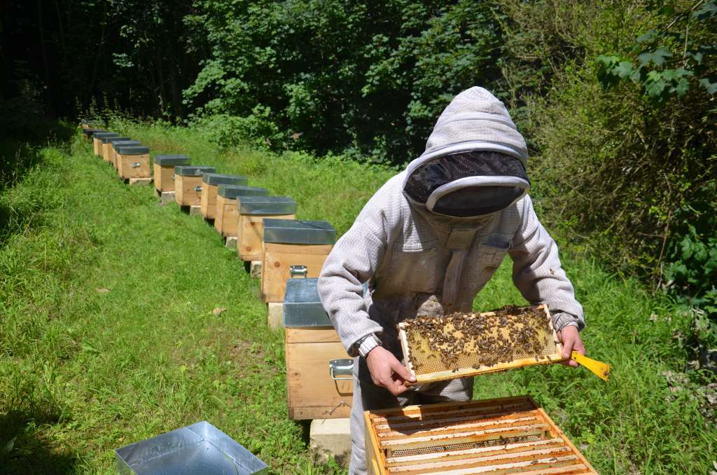 abeilles dans le parc